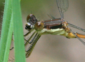 Slender Spreadwing